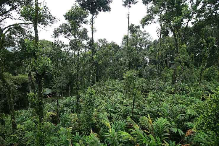 Area under forest increases by 0.75 percent
