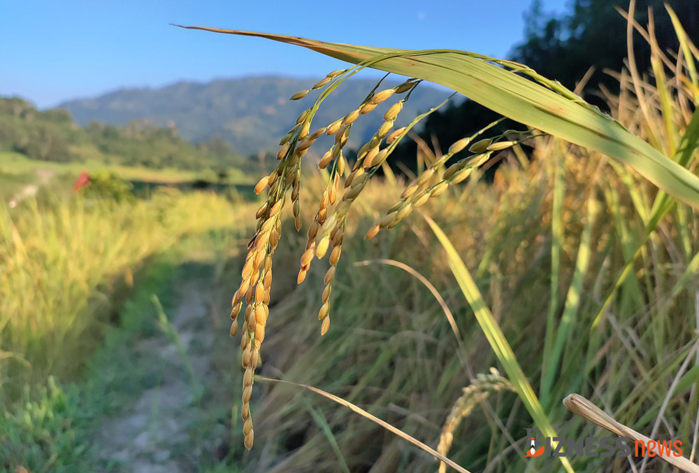 Paddy production surges by 4.04 pc in current fiscal year