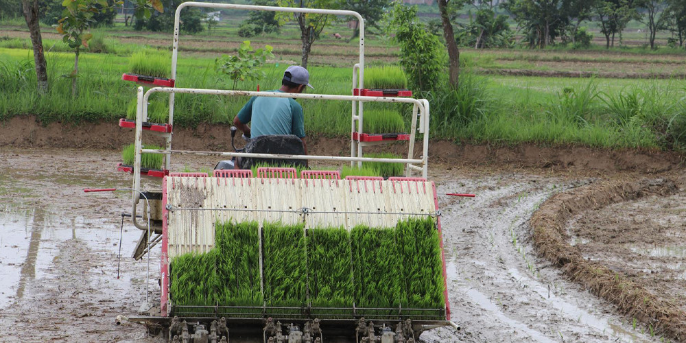 Paddy plantation in Madhes nearing completion